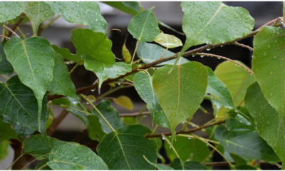 Miracle of peepal leaves