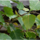 Miracle of peepal leaves