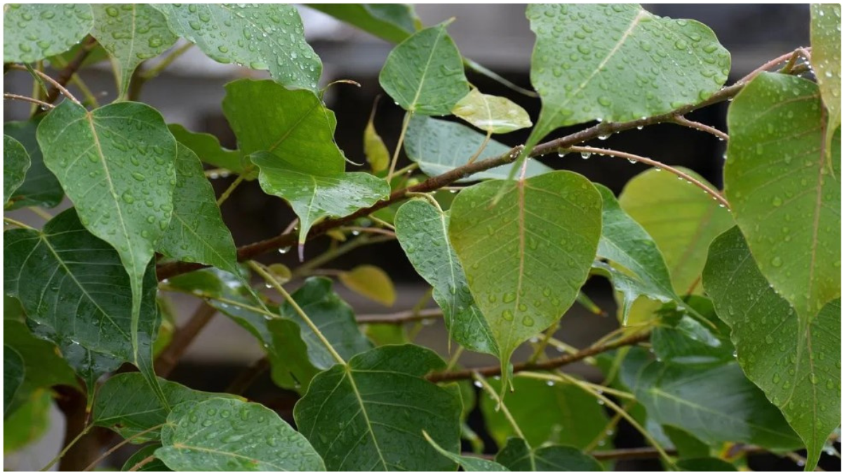 Miracle of peepal leaves