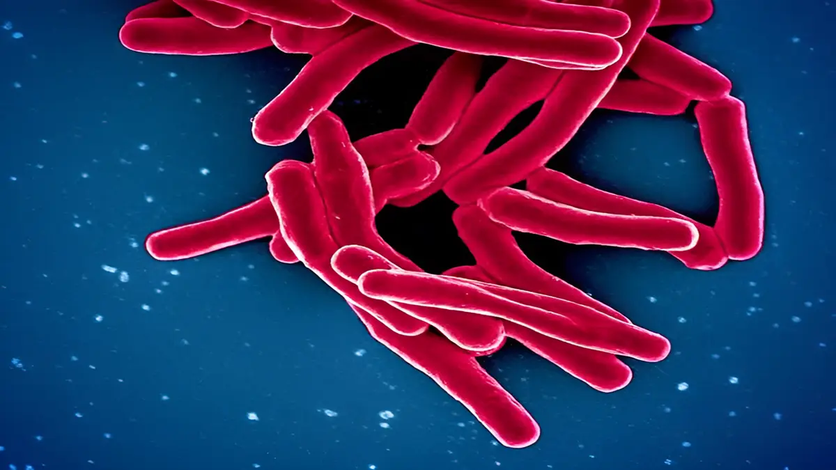 bacteria
