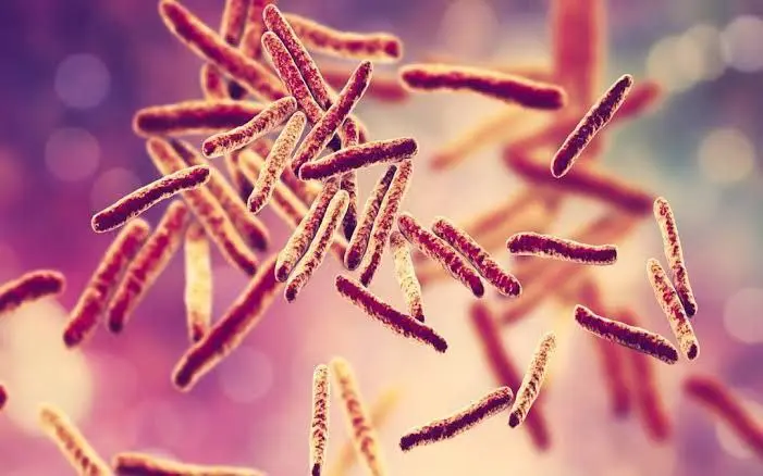bacteria